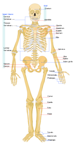 인간의 골격계 (human skeletal system)