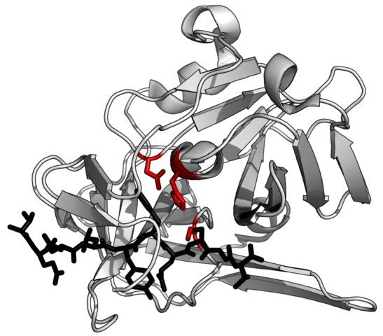 단백질 분해효소(proteolytic enzyme)