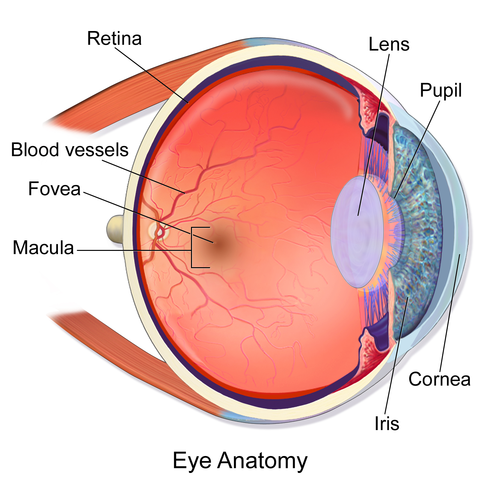 눈의 구조(Eye Anatomy)