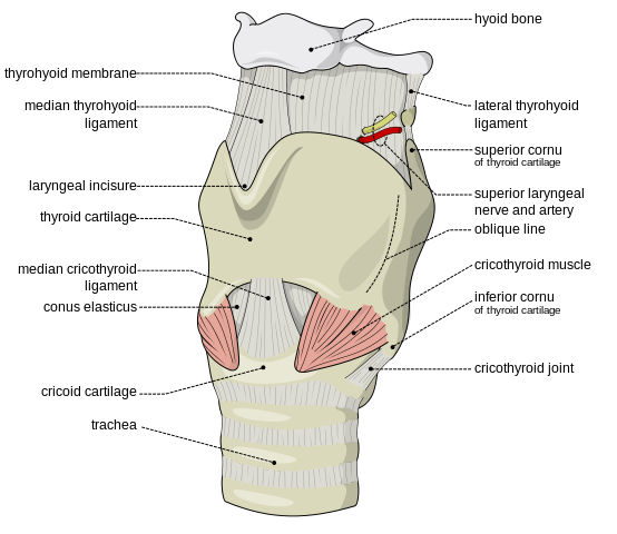 후두(larynx)