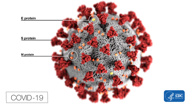 코로나바이러스감염증-19(COVID19)의 병원체인 2019 신종 코로나바이러스