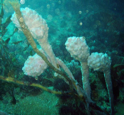 피낭동물(tunicate)