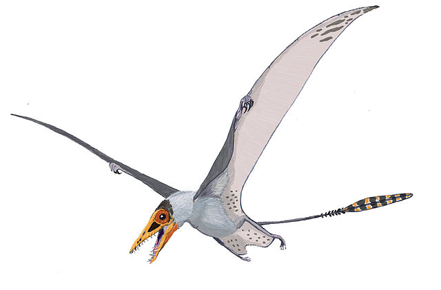 익룡류 (pterosaur)