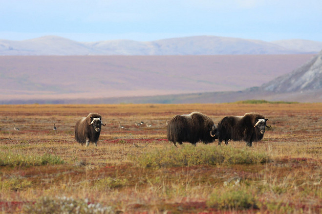 사향소(musk-ox)