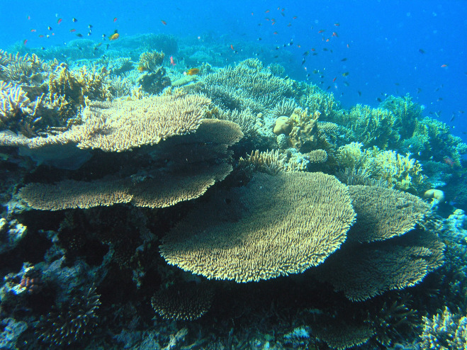붉은 바다 산호초 모습