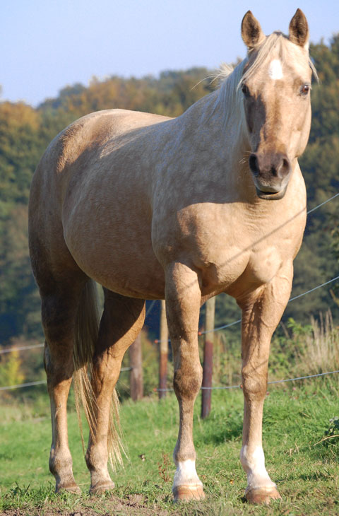 아메리칸 쿼터 호스(American Quarter horse)