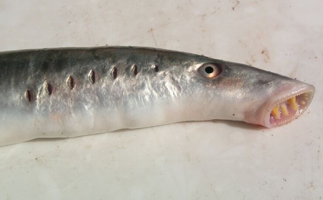 무악어류(jawless fish)