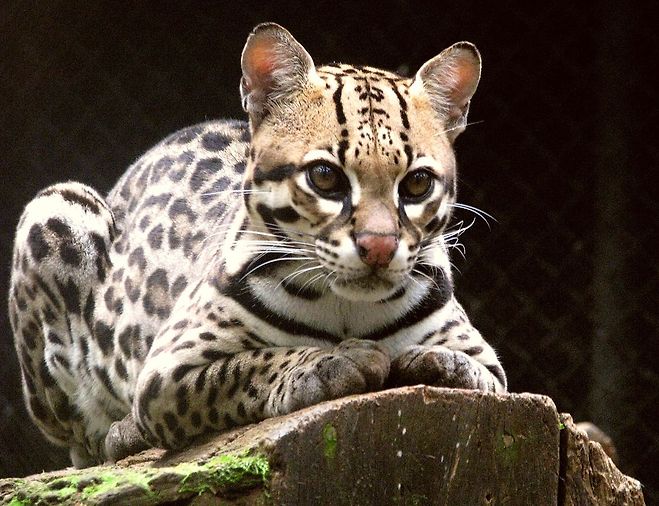 오셀롯(Ocelot)