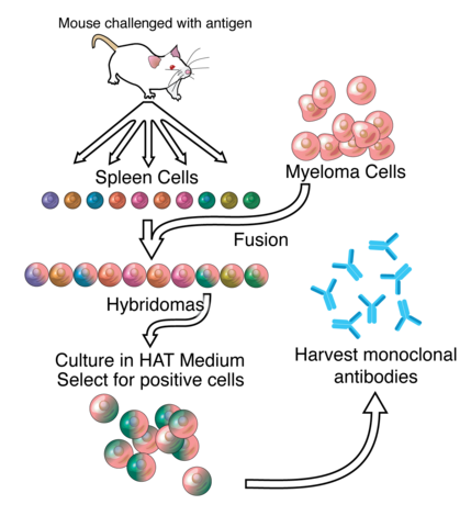 단일클론항체(monoclonal antibody)