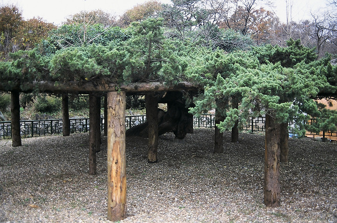 봉산 향나무(천연기념물 312호)