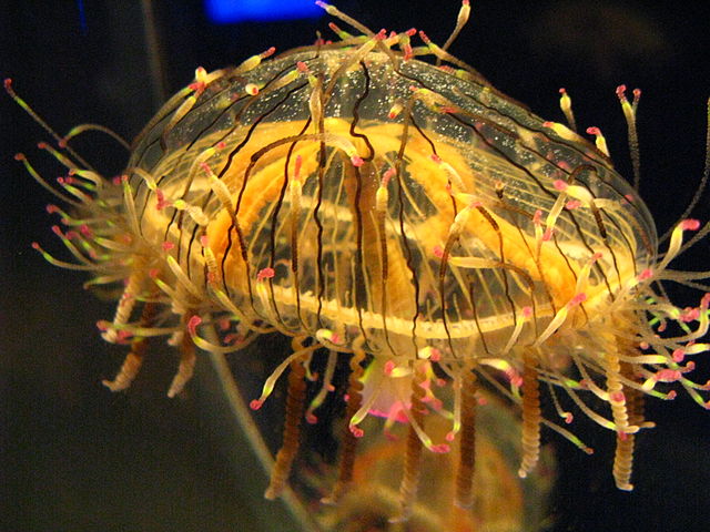 민물해파리(freshwater jellyfish)