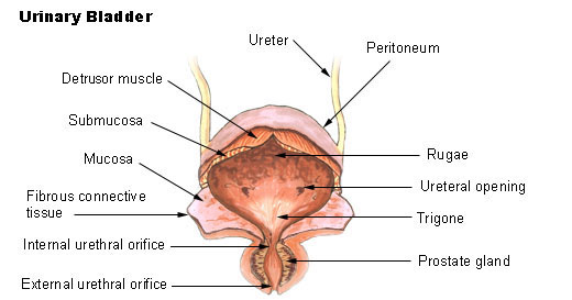 방광(urinary bladder)