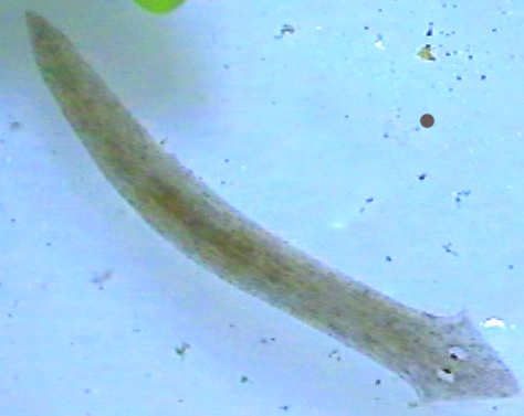 플라나리아류(planarian)