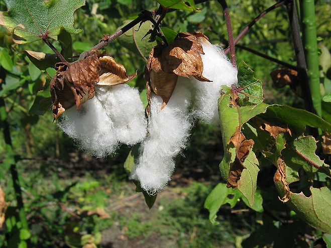 봄박스면(bombax cotton)