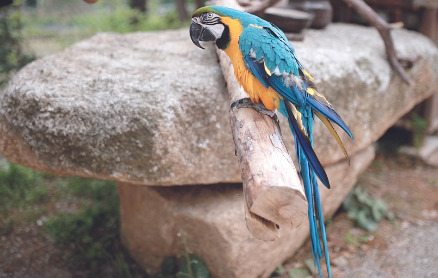 양주자연생태관에 있는 앵무새