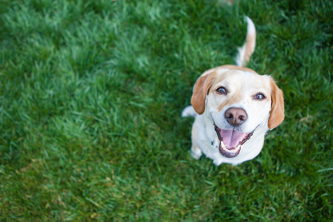 Dog playing outside smiles