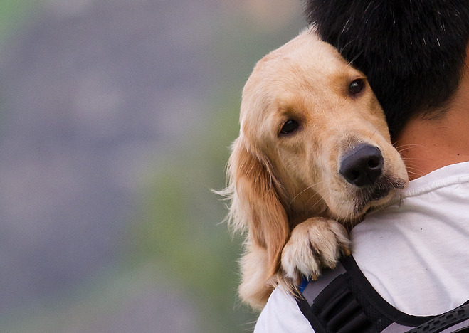 Dog on a man shoulders