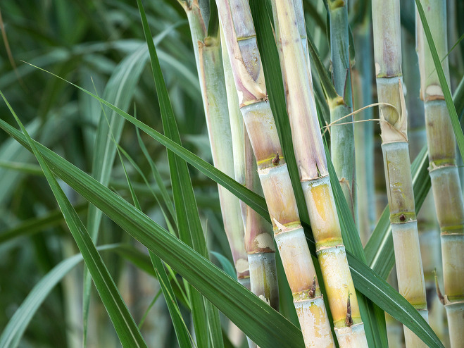 사탕수수(sugarcane)