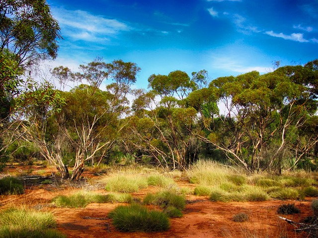 오세아니아, 호주(Oceania, Australia)