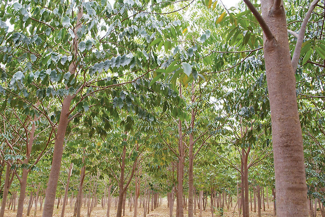 호치민시 인근의 침향나무 재배지(베트남)