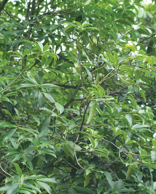 광시성 팡청강에서 자라는 팔각회향나무(중국)