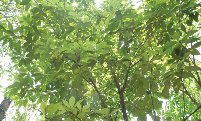 광둥중약재연구소에서 재배 중인 팔각회향나무(중국)