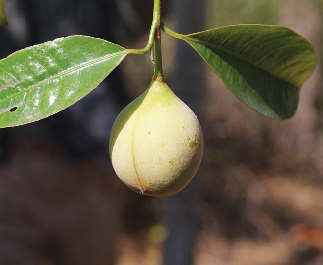 하이난섬의 6대남약기지의 육두구 열매(중국)