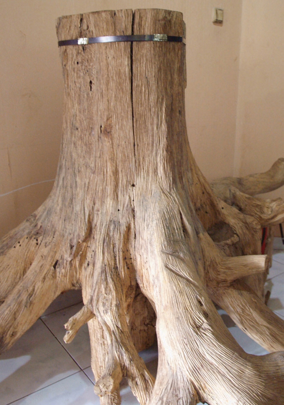 침향나무(인도네시아)