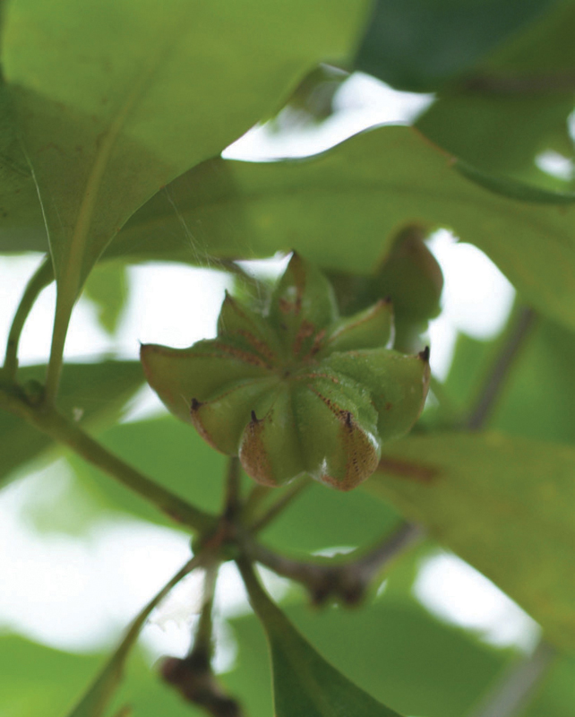 팔각회향나무의 열매(중국)