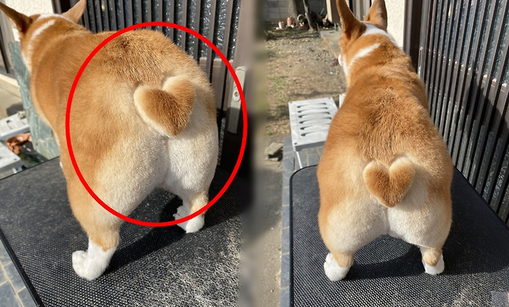 웰시코기미용 2