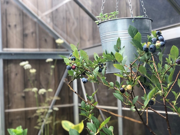 옥상 블루베리 나무의 여름과 가을 (feat. 앞마당 뒤 모습) 13