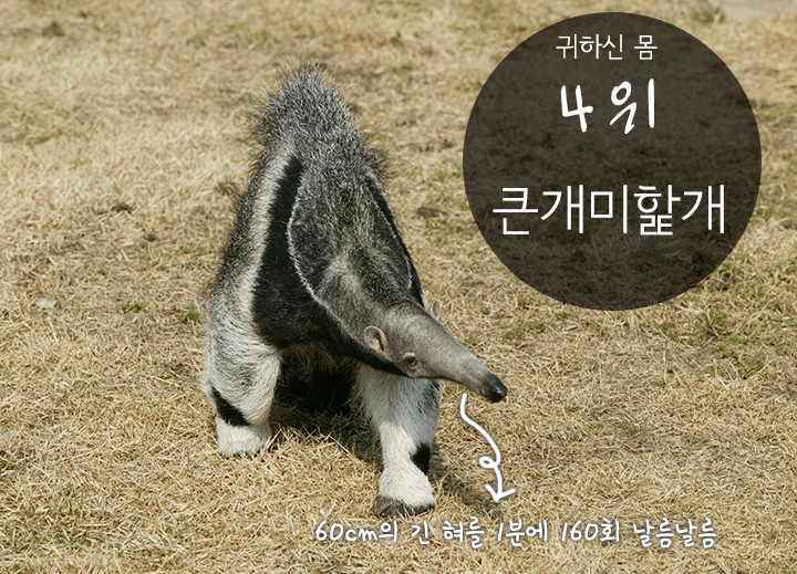 서울대공원의 귀한 몸을 자랑하는 동물들 베스트 10