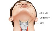 갑상선의 구조 