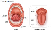 혀의 부위