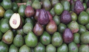 보고르 시장에서 판매하고 있는 아보카도(인도네시아)