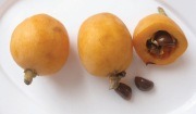 비파 열매와 씨(일본)