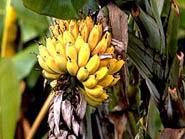 태국에는 바나나 27종류