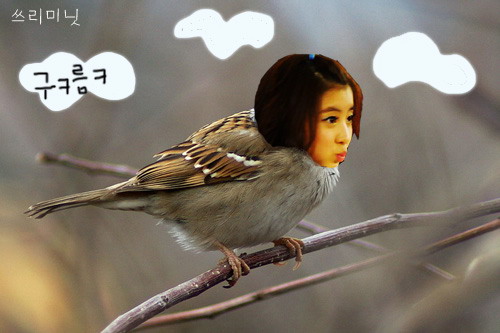 사용자 삽입 이미지