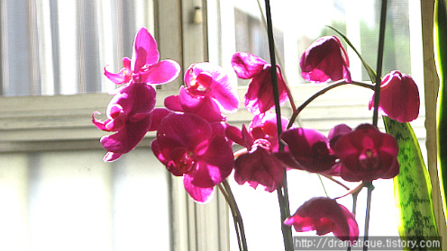 심비디움 Cymbidium 