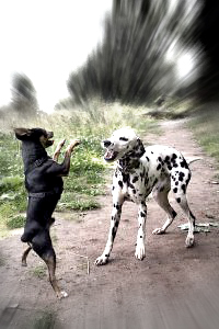 dog fight