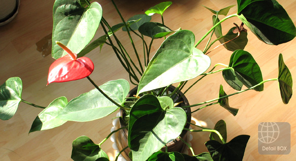 안시륨(안스리움, 아마존) 꽃 사진