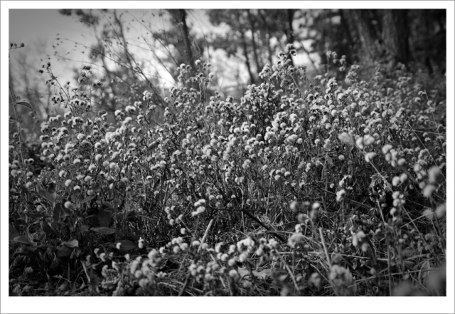 Photograph,흑백사진,낮은곳에서바라보기
