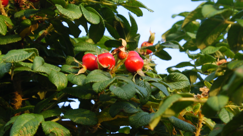 해당화(해당나무,해당과(海棠果),필두화(筆頭花) )