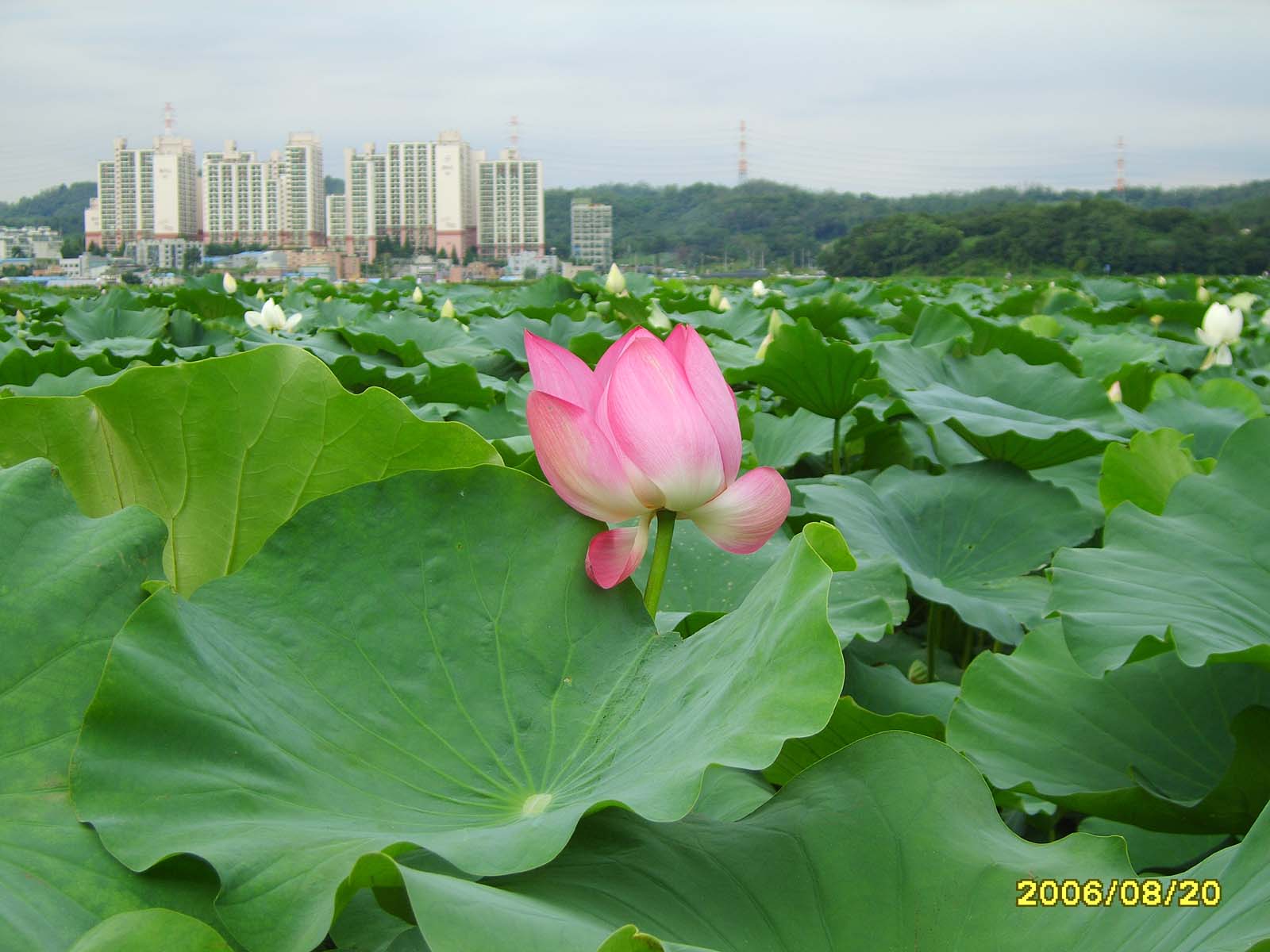 연꽃테마파크 시흥 관곡지의 연꽃