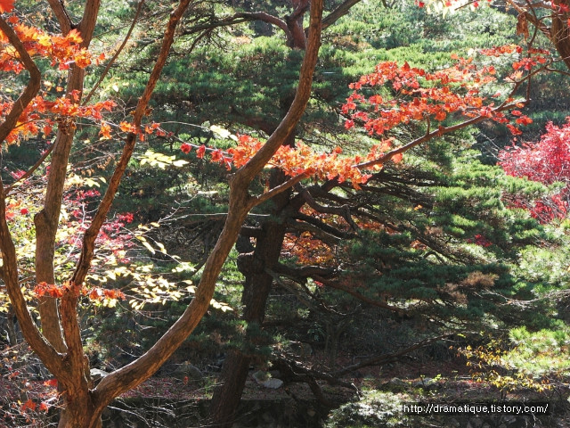 통도사 단풍