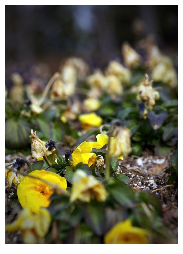 겨울팬지[pansy],photograpy,포토