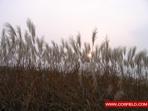 억새풀,억새축제,난지도,하늘공원