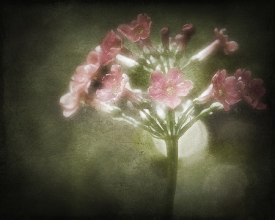 A image from flickr.com