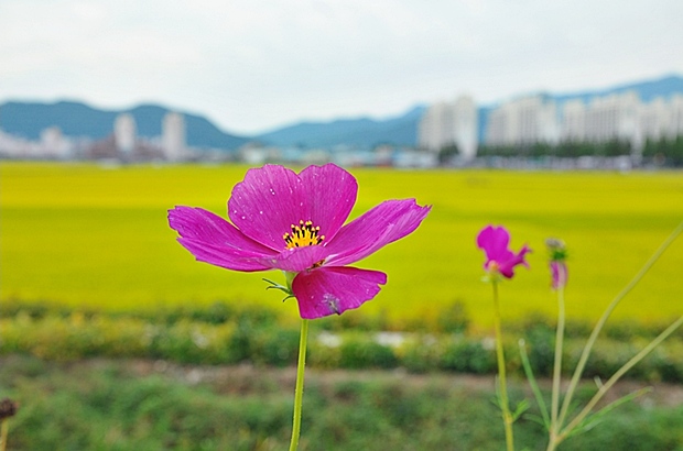 사용자 삽입 이미지