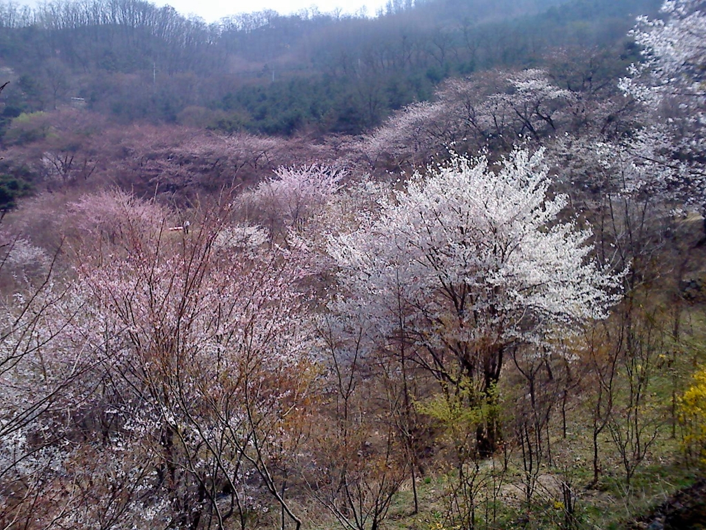 사용자 삽입 이미지